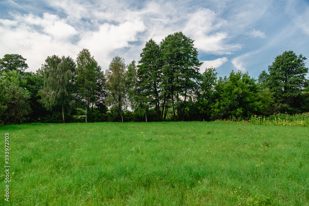 Summer landscape. Green meadow against trees