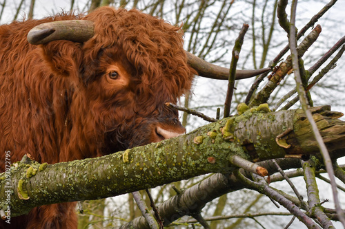 scottish highland cattle