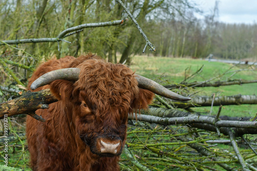 scottish highland cattle