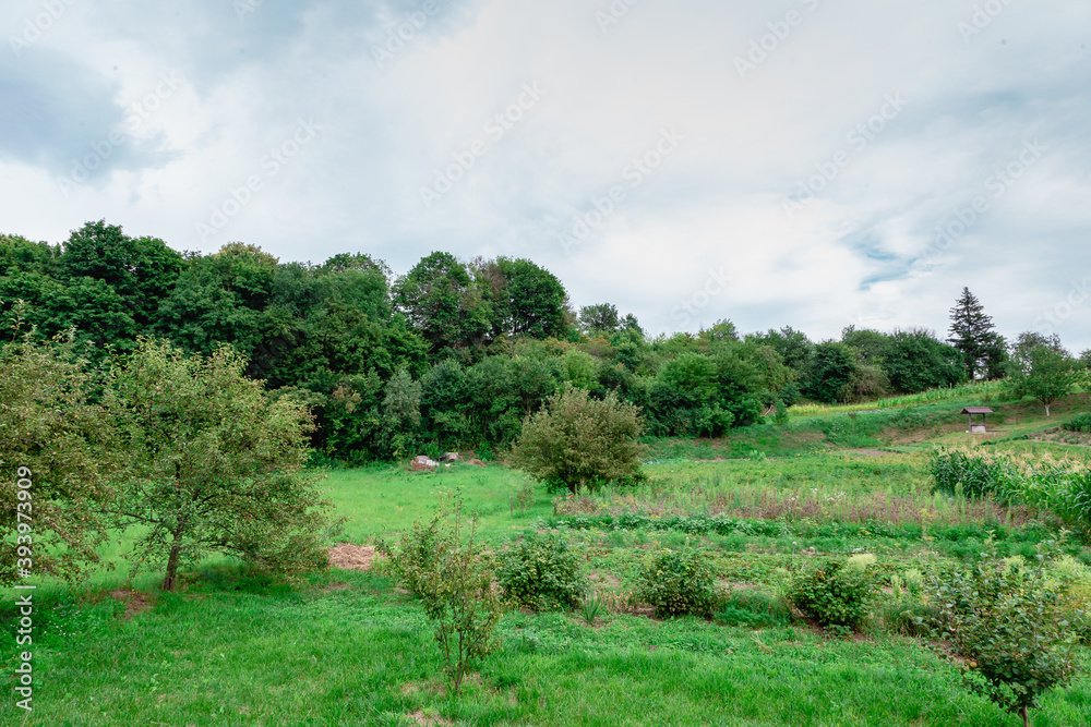 Summer landscape. Green meadow against trees Summer landscape. Green meadow against trees