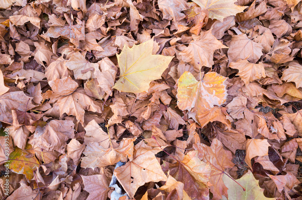 autumn leaves background. Platanus leaves fallen in the forest autumn leaves background. Platanus leaves fallen in the forest