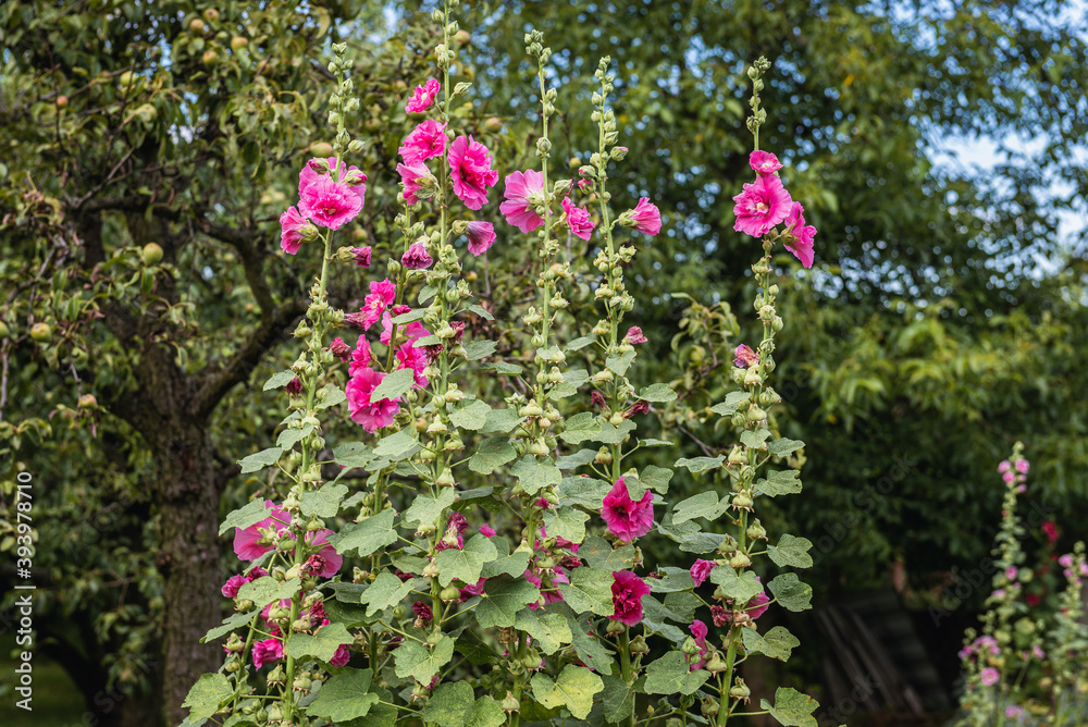 Naklejka premium Blooming pink hollyhock flowers during summer in Poland