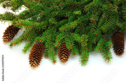 Branch of spruce with cones
