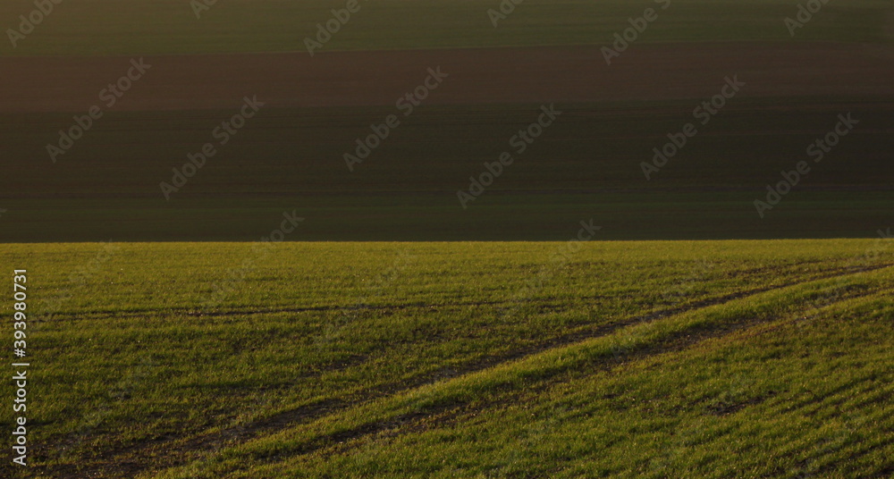 Texture of freshly sown green young grass growing on a hilly pasture in spring, Germany 