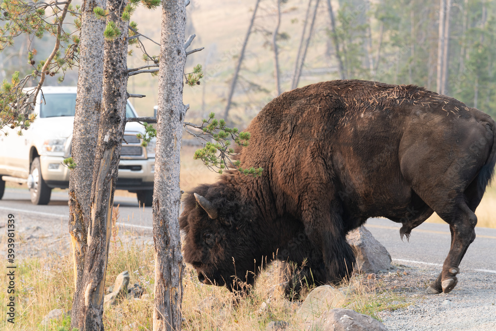 american bison by road american bison by road