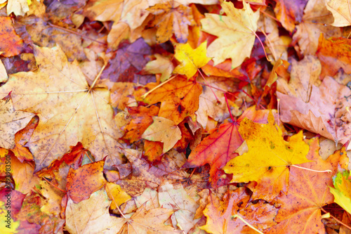 background of wet yellow maple leaves in autumn city park after rain, beautiful nature