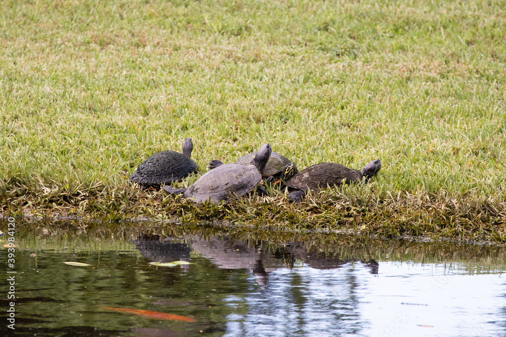 Fototapeta premium Turtles resting on the bank of a pond
