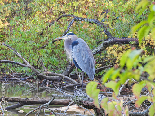 Heron on a fallen tree  Great blue heron bird stands on a fallen tree on the lake water s edge surrounding by green and fall-colored leaves on a sunny autumn day in the park