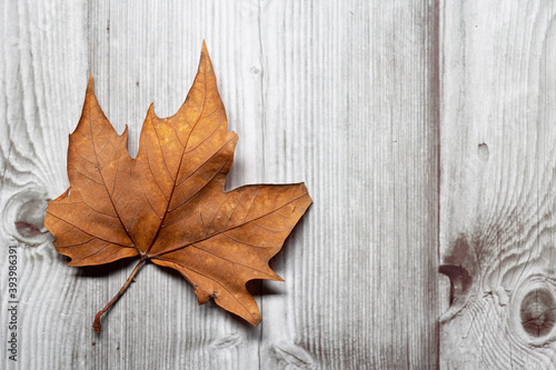 Brown autumnal leaf on a wooden floor