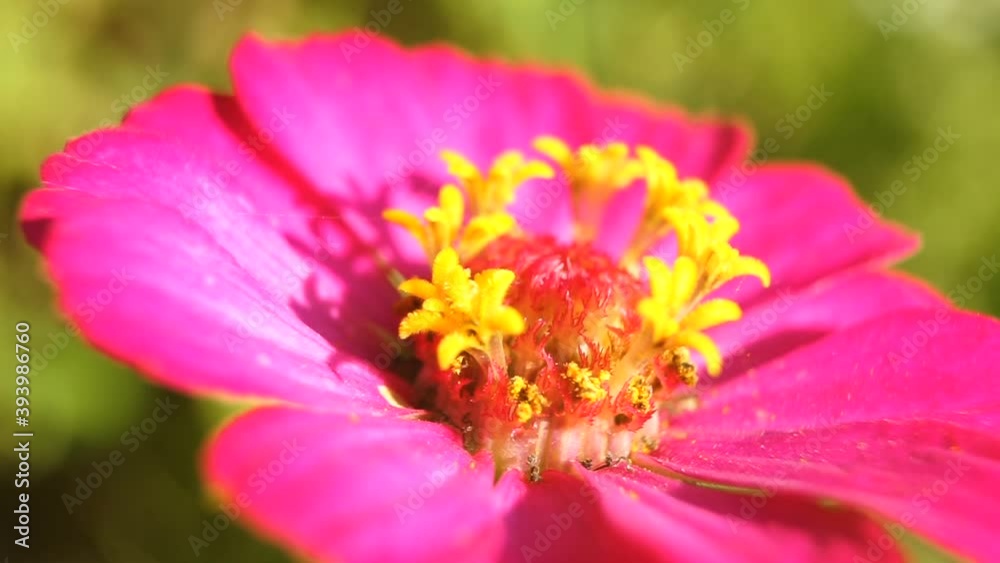 Closeup pink flower blossom in garden