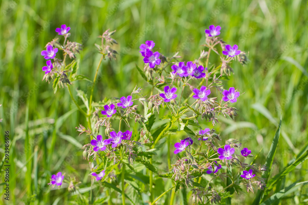Obraz premium purple wildflowers on a blurred green background