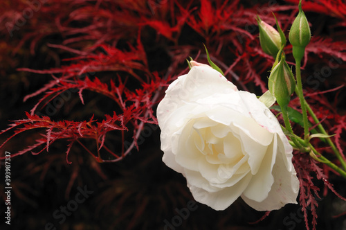 White rose against a red background - Weisse Rose vor rotem Hintergrund photo