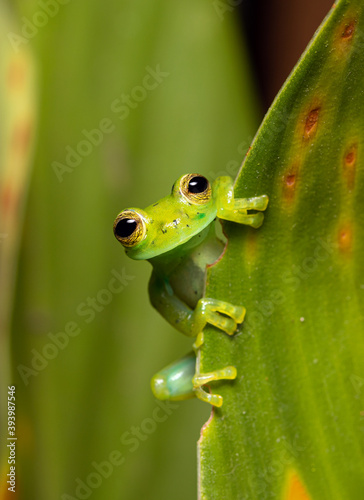Close up of a kind Nicaragua Giant Glass Frog (Espadarana prosoblepon) peeking out of a leaf.