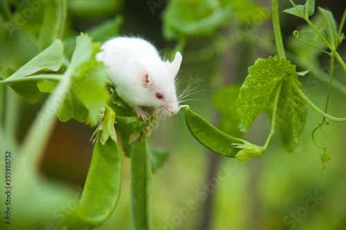 White mouse sitting on a pea plant