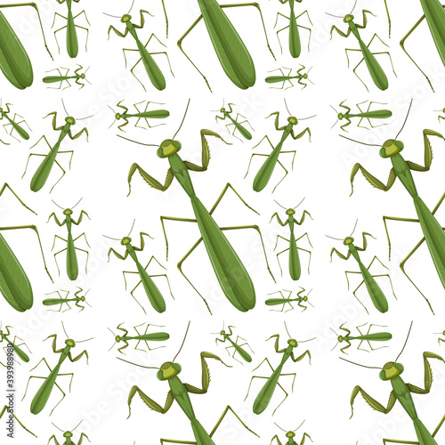 Mantis on seamless background