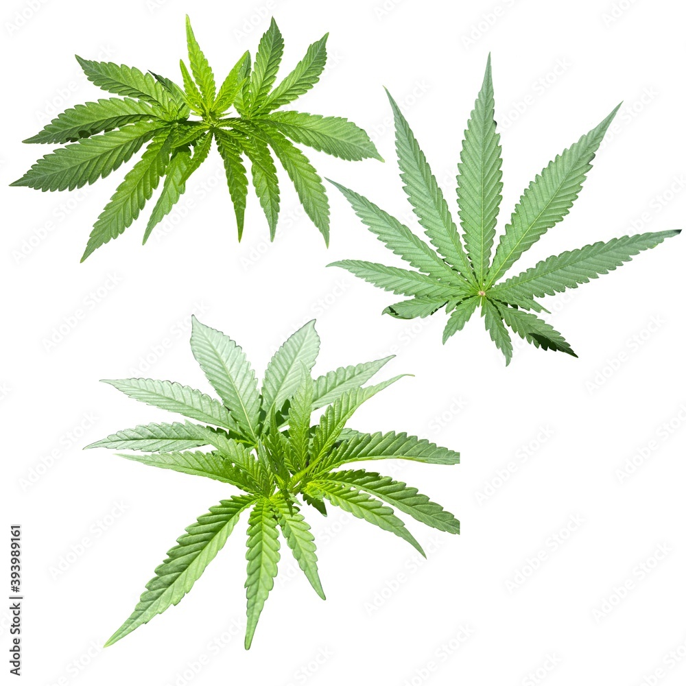 cannabis leaves isolated on white background