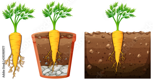 Set of carrot plant with leaves isolated on white background