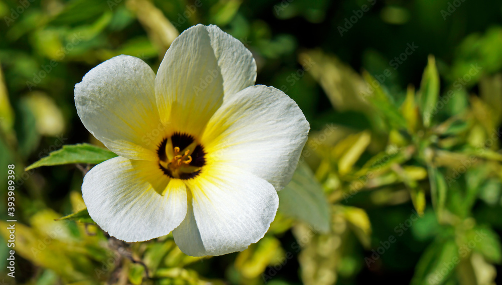 White buttercup or sulphur alder flower (Turnera subulata) White buttercup or sulphur alder flower (Turnera subulata)