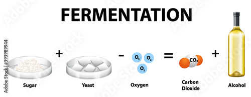 Alcoholic fermentation chemical equation