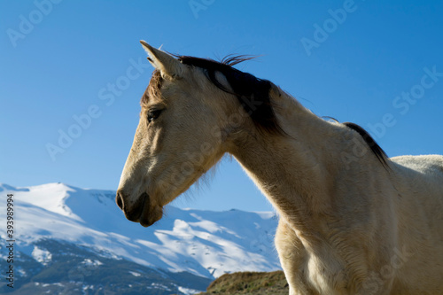 Spain, Andalucia, Sierra Nevada, horse © charles