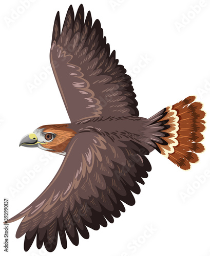 Red Tail Hawk isolated on white background