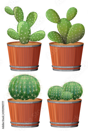 Set of cactus in a wooden pot isolated on white background
