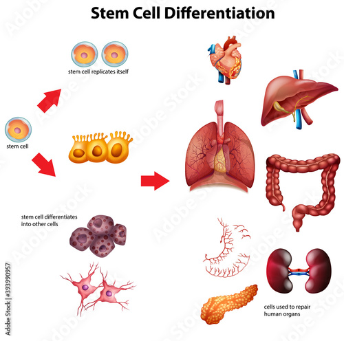Stem cell differentiation diagram