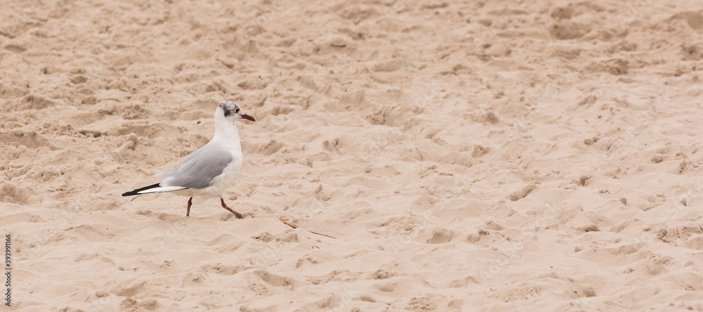 seagull on the beach on the Polish sea