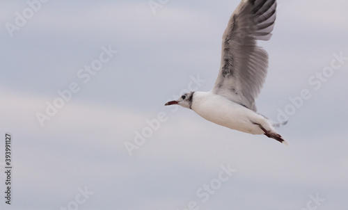 seagull in flight on the Polish sea