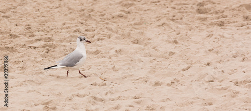 Obraz na płótnie seagull on the beach on the Polish sea w salonie