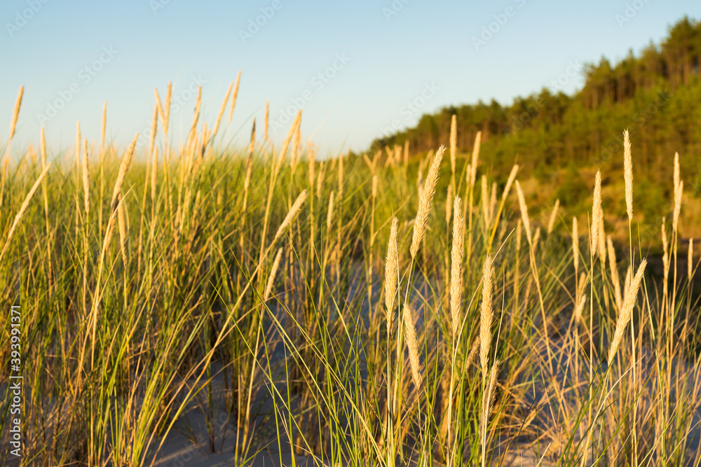 grass on coastal dunes Baltic in the setting sun