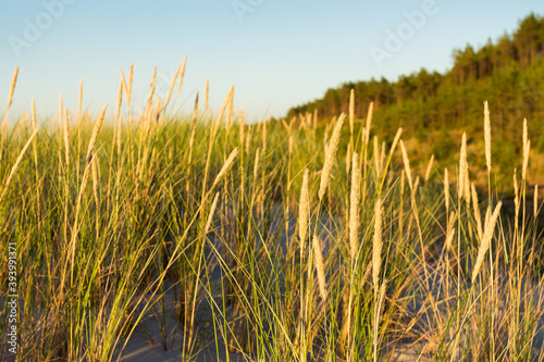 Obraz na płótnie grass on coastal dunes Baltic in the setting sun w salonie