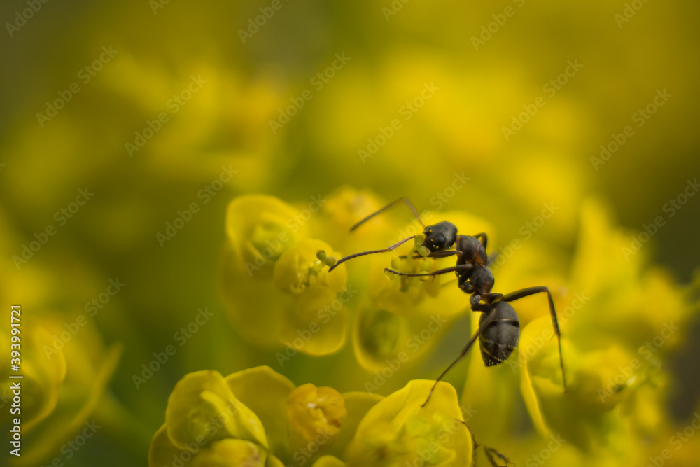 ant on the yellow flower