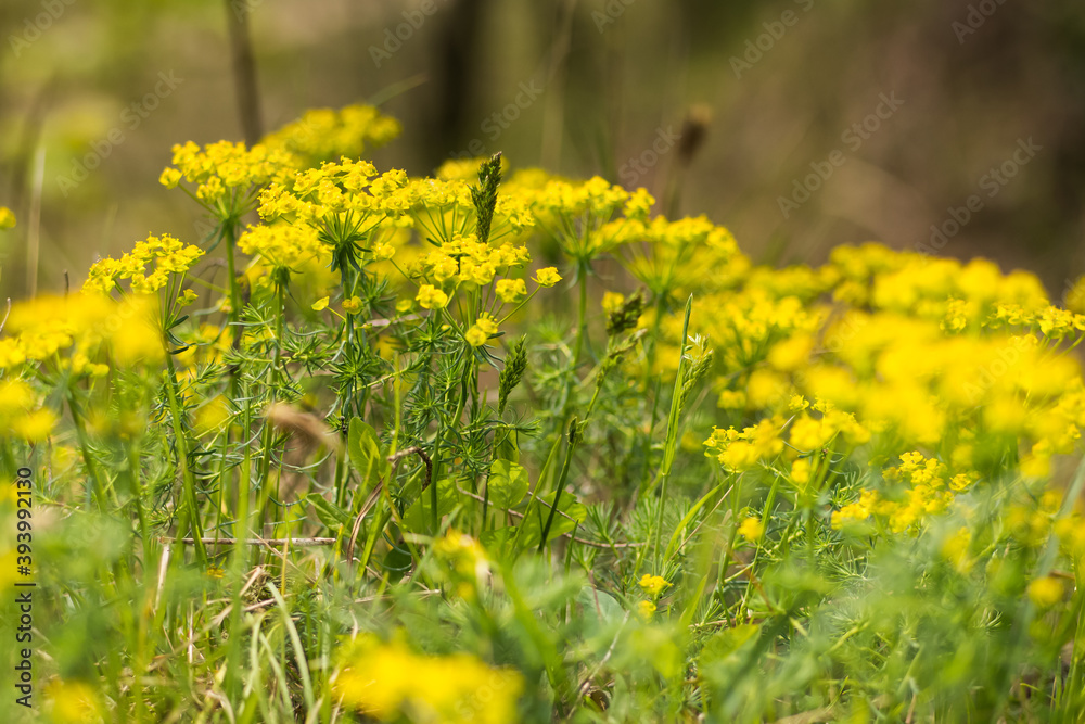 meadow with yellow small flowers