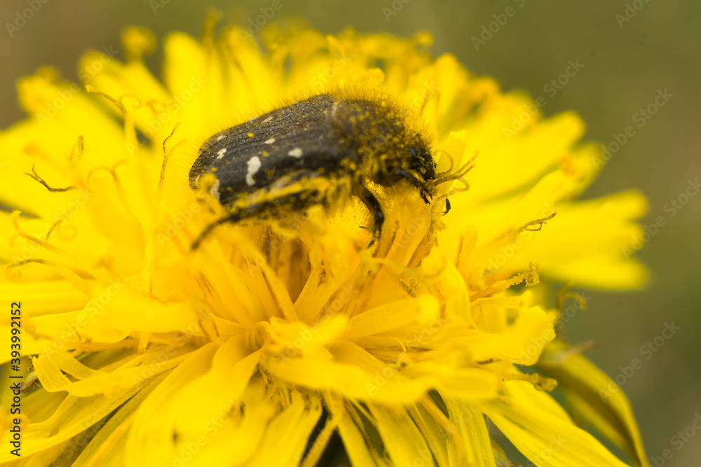 Oxythyrea funesta phytophagous beetle on the yellow flower