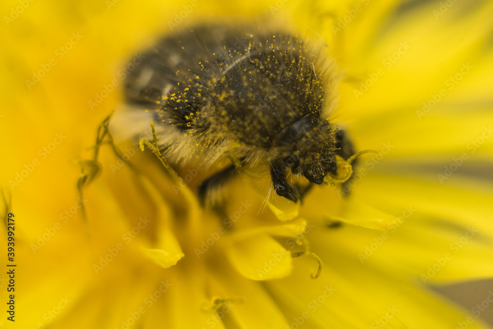 Oxythyrea funesta phytophagous beetle on the yellow flower