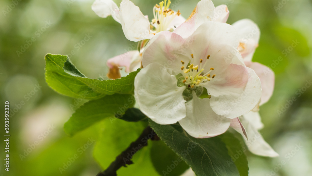 beautiful flower of a wild apple tree