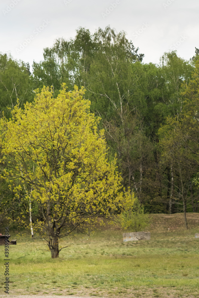spring forest in the daily light