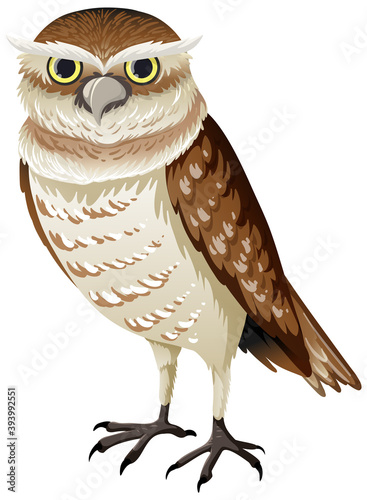 Burrowing owl isolated on white background