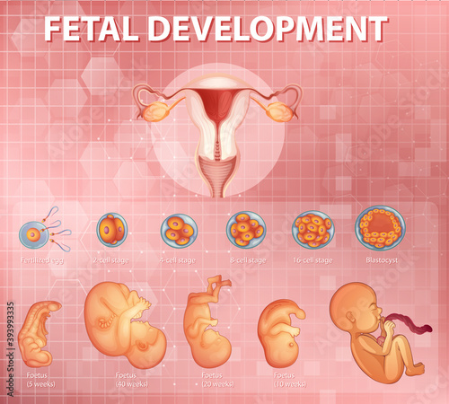 Stages human embryonic development