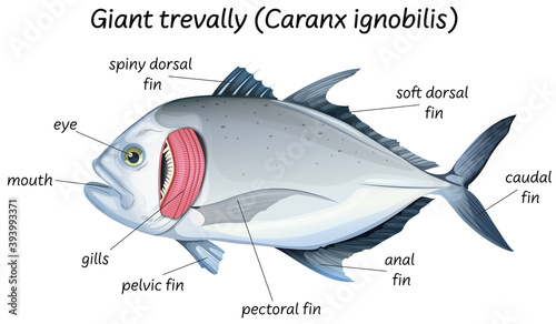 Science internal anatomy of fish