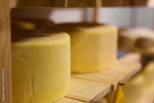 cheese on wooden boards and in the hands of the stages of production of different varieties
