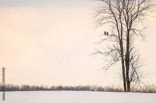 Rough-legged Hawk pair in tree during winter