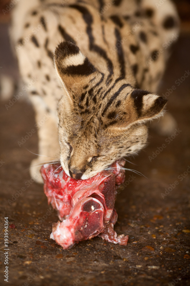 Jungle cat eats meat. Feeding animals at the zoo.
