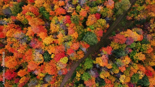 Beautiful autumn aerial looking down at a dirt path or atv trail with puddles of water in the tracks and the tops of green, red, yellow and orange colored fall foliage in a forest in upper Michigan.