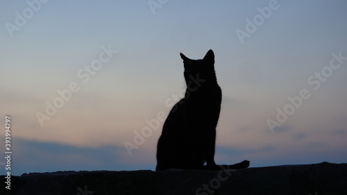 black cat silhouette at sunset © Esteve
