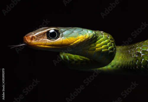 Head close up of a Linnaeus' Sipo (Chironius exoletus). Snake head detail.