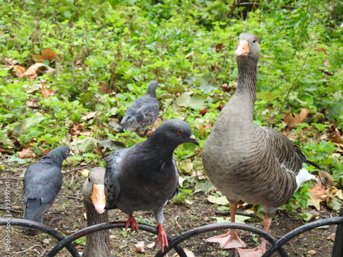 Goose and pigeons close together