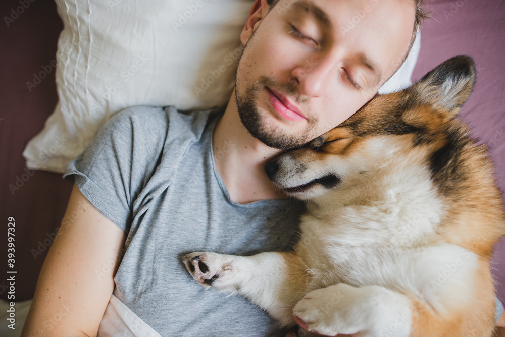 Welsh corgi pembroke dog sleeping with owner in bed, cute and hugging Welsh corgi pembroke dog sleeping with owner in bed, cute and hugging