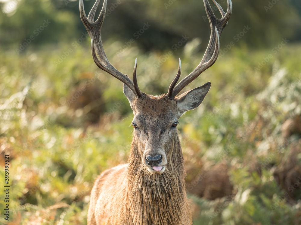 A red deer walking in a field A red deer walking in a field